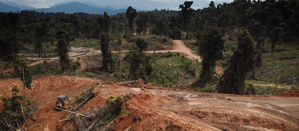 Deforestazione per la monocoltura della palma da olio nello stato di Sarawak, in Malesia
