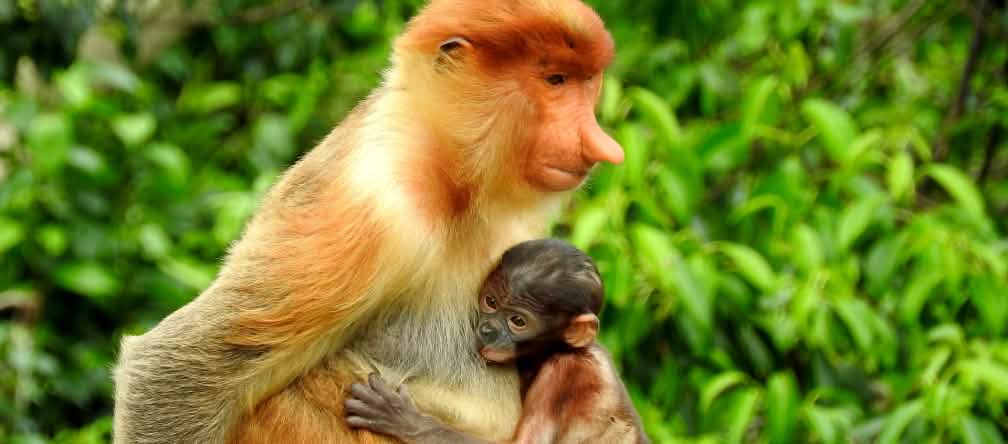 Scimmia nasica con il suo cucciolo