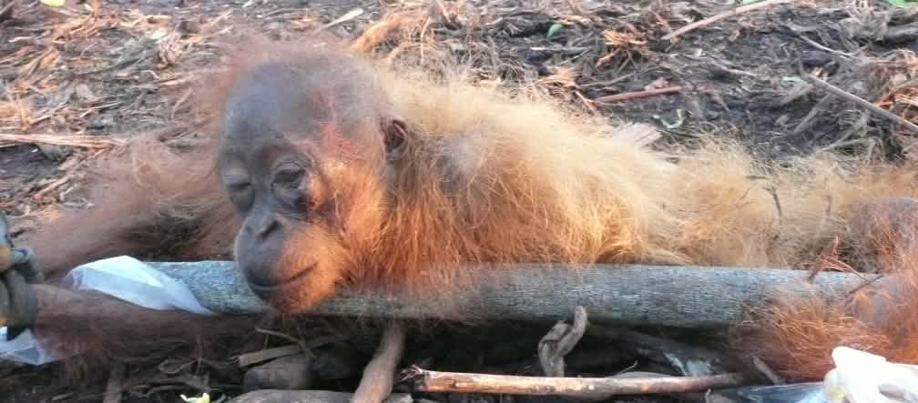 La deforestazione distrugge l'habitat di specie selvatiche, danneggia il clima globale e crea spazi a rischio per il propagarsi di nuove pandemie di origine animale Un piccolo orango stremato in una pintagione di plama da olio