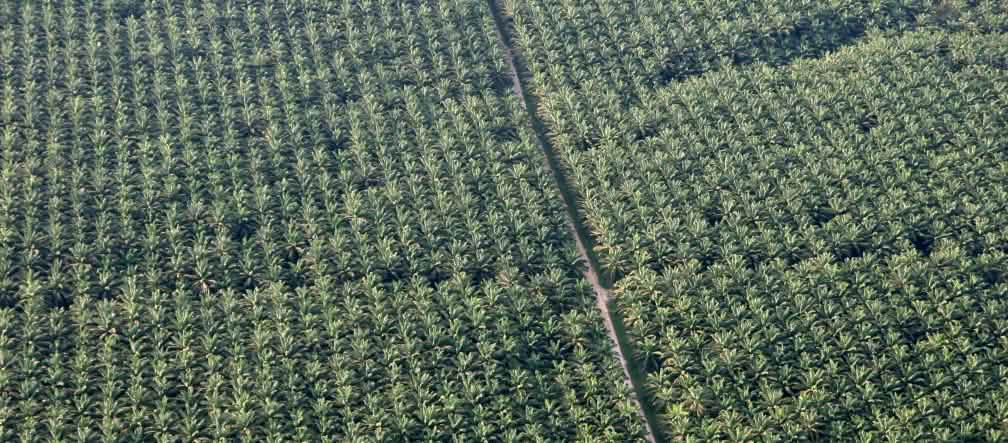 Foresta abbattuta e sostituita con questo "deserto verde" di palma africana nella regione amazzonica del Perù Palma da olio, piantagione in Perù