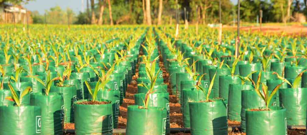 Palme da olio Piantagione di palme da olio