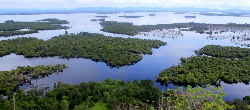 Mangrovie nel Kalimantan Occidentale Indonesia