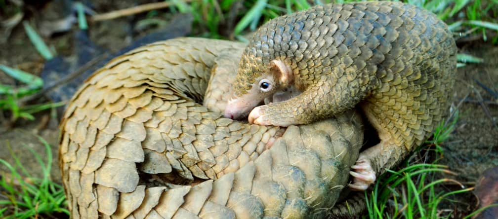 Un giovane pangolino insieme alla madre, accucciata