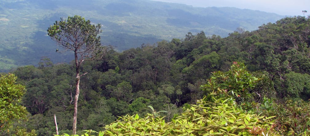 Paesaggio montano con fitta foresta