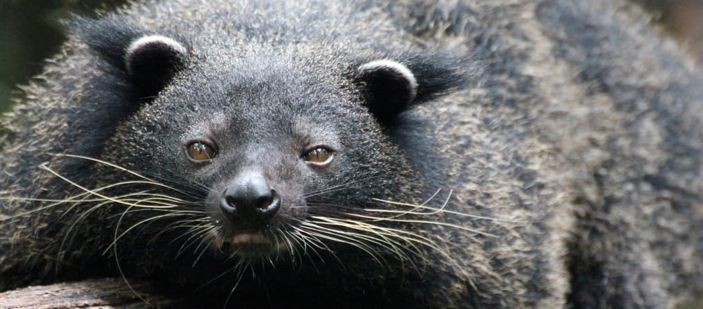 Un animale nero simile a un orso con lunghi baffi si sdraia su un tronco d'albero e si rivolge alla telecamera