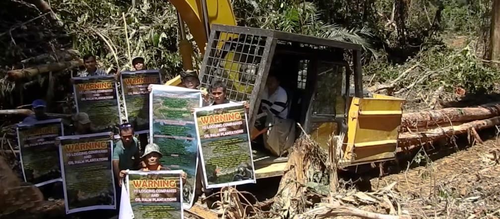 Denunciata la deforestazione per la coltivazione della palma da olio nello stato di Sarawak, in Malesia
