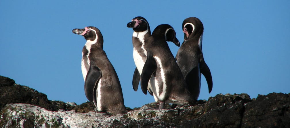 Pinguini Humboldt in Cile