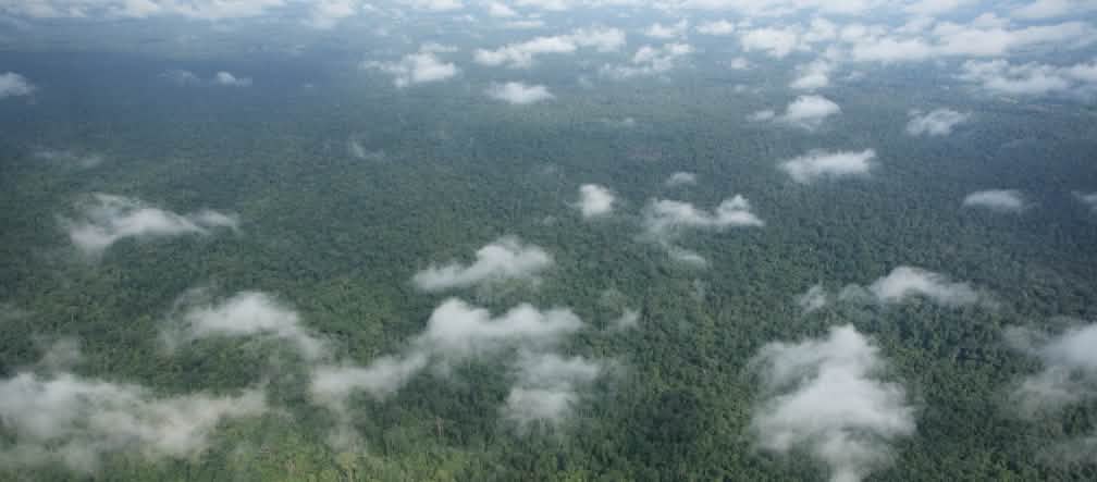 Vista aerea con nuvole sulla fitta foresta tropicale