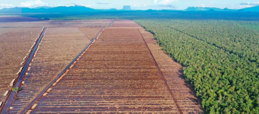 A sinistra: deforestazione per l'industria della carta, a destra: foresta primordiale