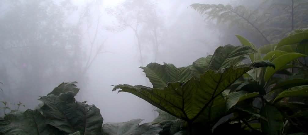 Le foreste nella parte nord dell'Ecuador sono minacciate dall'estrattivismo minerario Foresta di montagna nella regione di Intag, al nord dell'Ecuador
