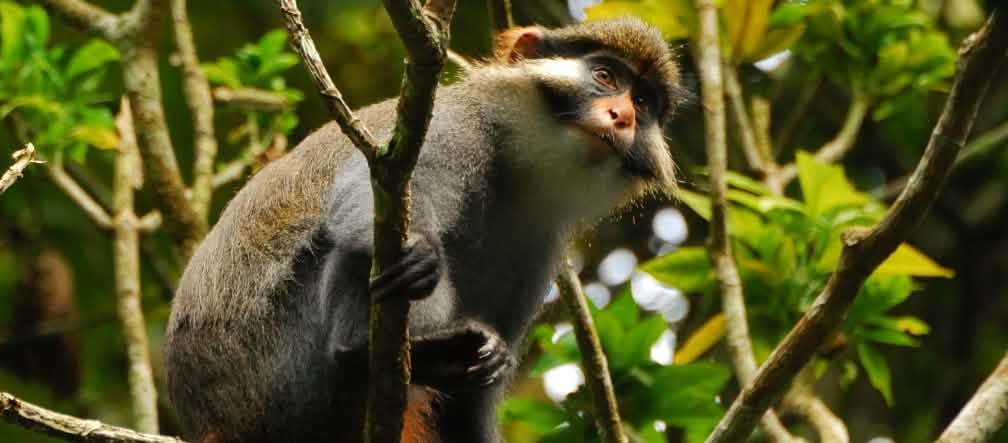Cercopiteco dalle orecchie rosse nella foresta di Ebo in Camerun