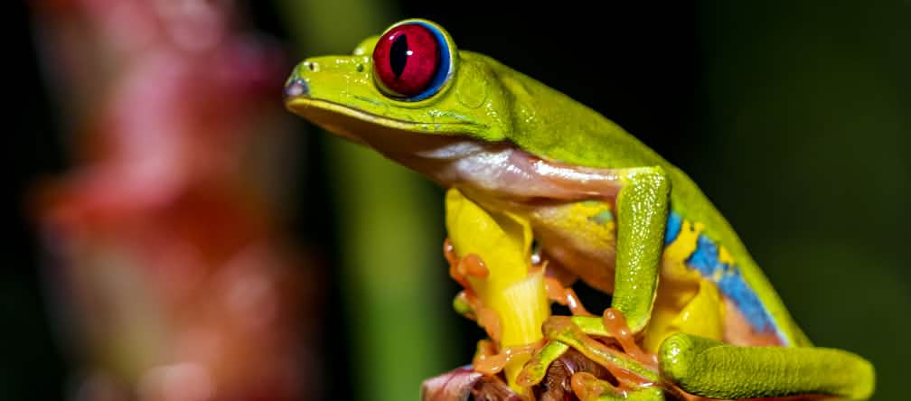 Una colorata rana verde dagli occhi rossi si posa su un fiore.