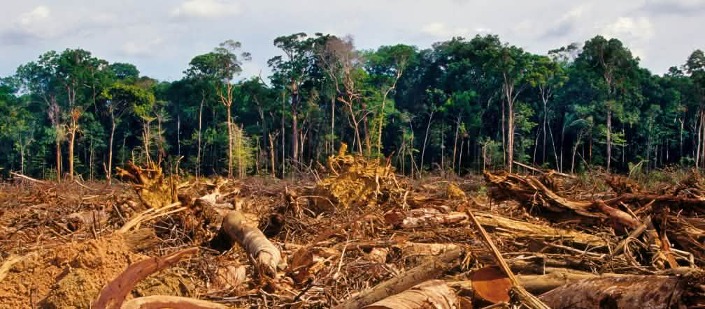Gli effetti della deforestazione indiscriminata Una vasta area deforestata