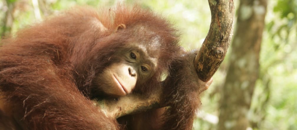 Orangutan nel Kalimantan centrale, Borneo