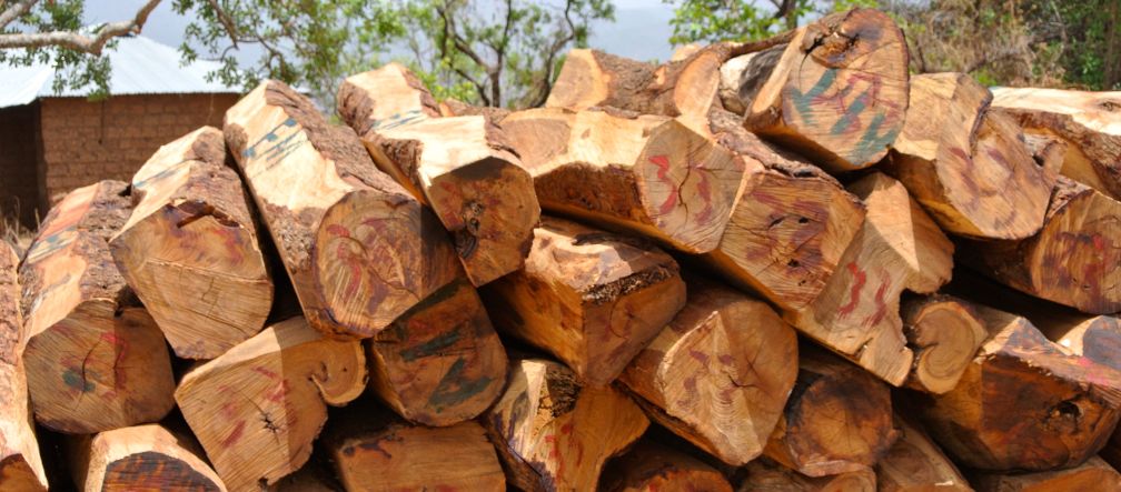 I legni pregiati sono tagliati illegalmente in Africa I legni pregiati sono tagliati illegalmente in Africa