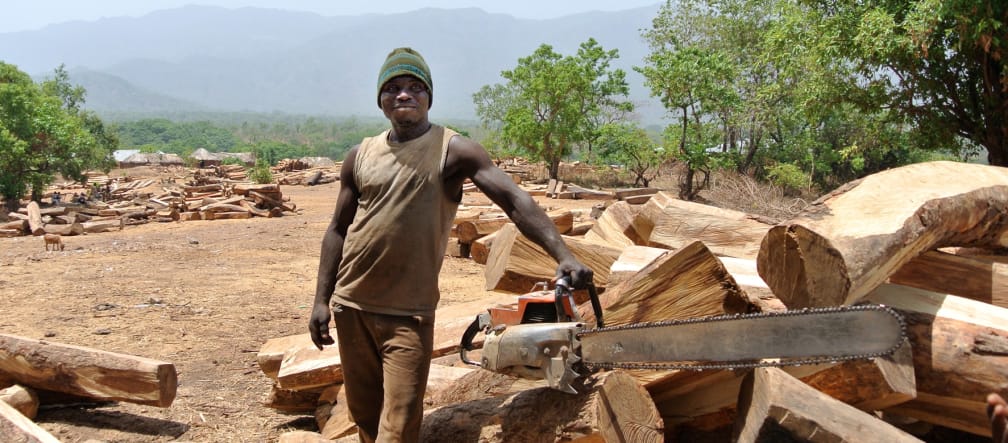 Un taglialegna posa con la motosega accanto ai tronchi di palissandro in Nigeria