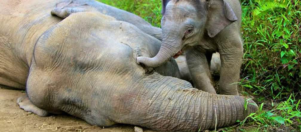 Il cucciolo di elefante cerca di rianimare sua madre. Foto: picture alliance / dpa Orango in agonia, con testo uccisi 100.000 oranghi