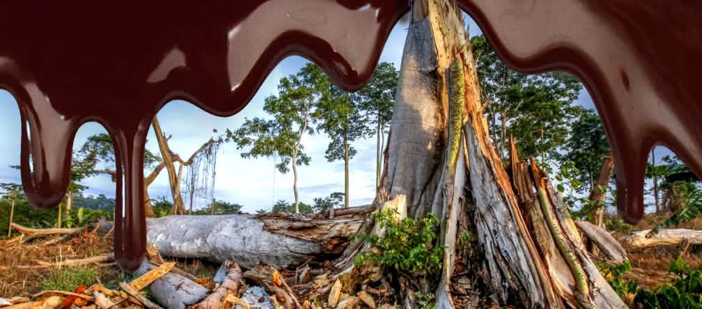 Basta distruggere le foreste dell'Africa occidentale per il cioccolato! Fotomontaggio: la foresta abbattuta e il logo Mars