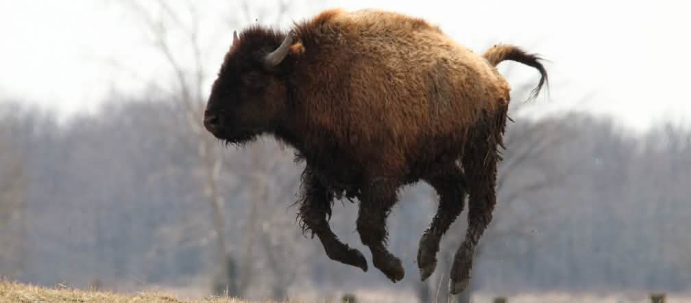 L’habitat di bisonti e caribù è stato salvato Bisonte