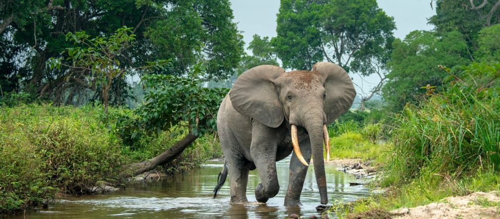 Elefante della foresta in Africa
