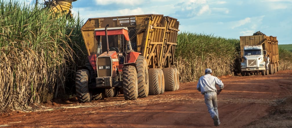 Raccolta della canna da zucchero in Mato Grosso (Brasile)
