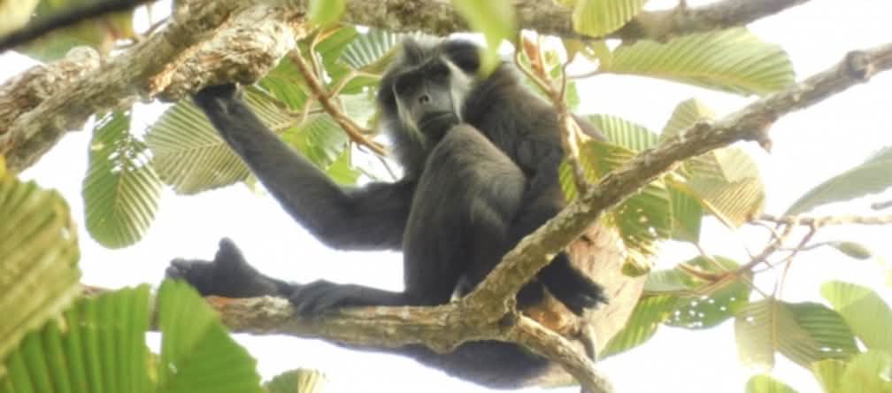 Langur dalla coda di maiale (Simias concolor)