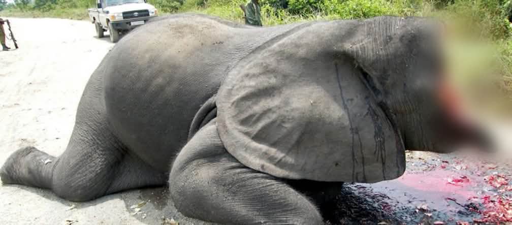 Immagine recente di bracconaggio – l’avorio è commerciato come antiquariato nella UE Immagine scioccante: un elefante le cui zanne d'avorio e metà della sua testa sono state mozzate, immagine proveniente da una strada all'interno del Parco Nazionale del Virunga