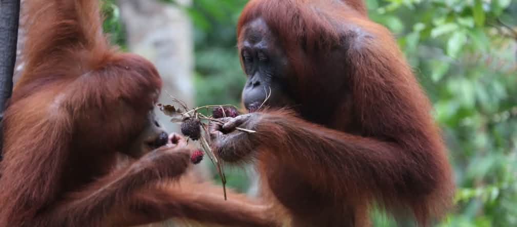Gli oranghi hanno bisogno di foreste intatte orangutan