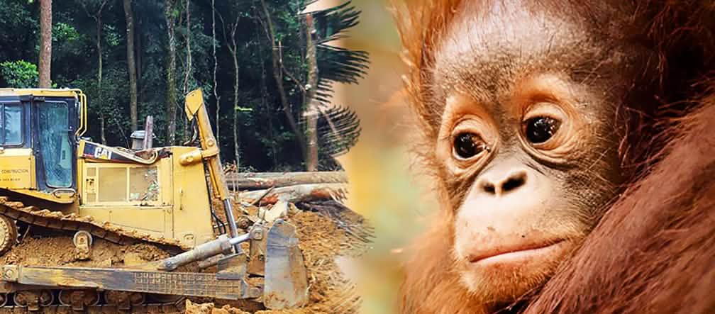La foresta tropicale e l’habitat degli oranghi vengono distrutti dalle piantagioni di palma Un orango guarda disperato mentre un bulldozer distrugge la foresta.