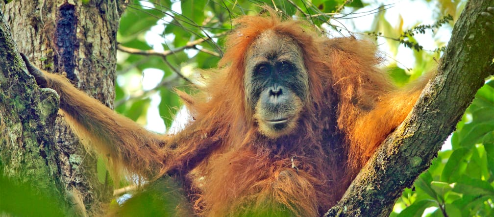 Orango di Tapanuli Pongo tapanuliensis