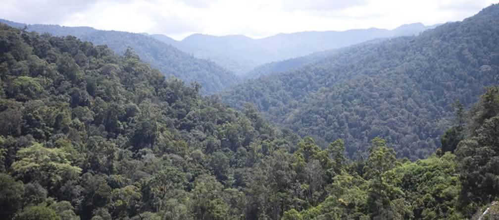 Fermiamo la miniera d'oro che minaccia le tigri di Sumatra!