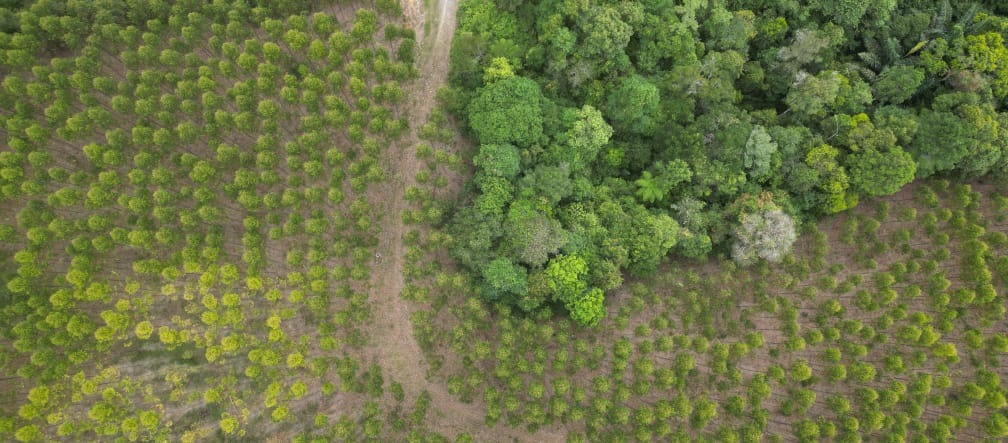 Le piantagioni di eucalipto di TPL stanno riducendo la foresta pluviale