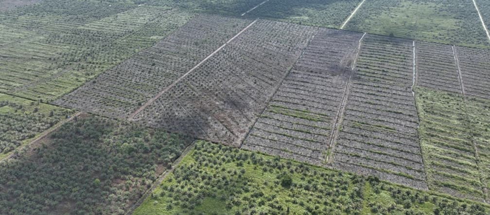 Foto da drone di nuove piantagioni di palma da olio