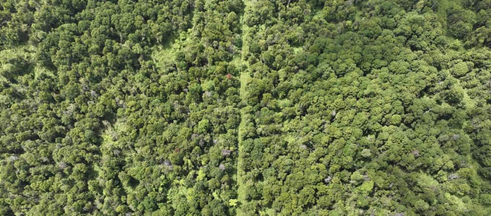 Foto da drone di una torbiera boscosa