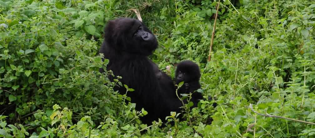 Madre e cucciolo di gorilla nel Parco Nazionale di Virunga