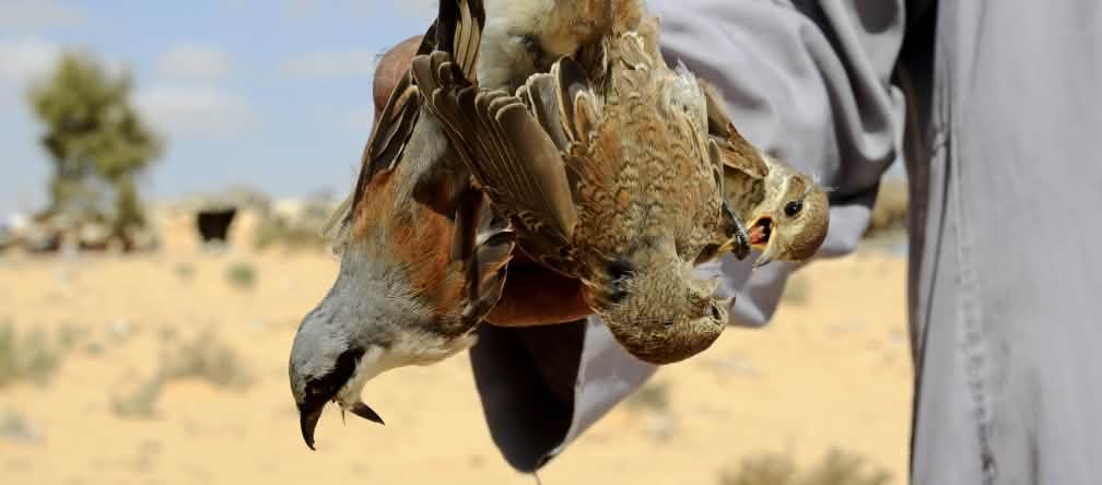 Uccelli catturati nelle reti Egitto, caccia di uccelli