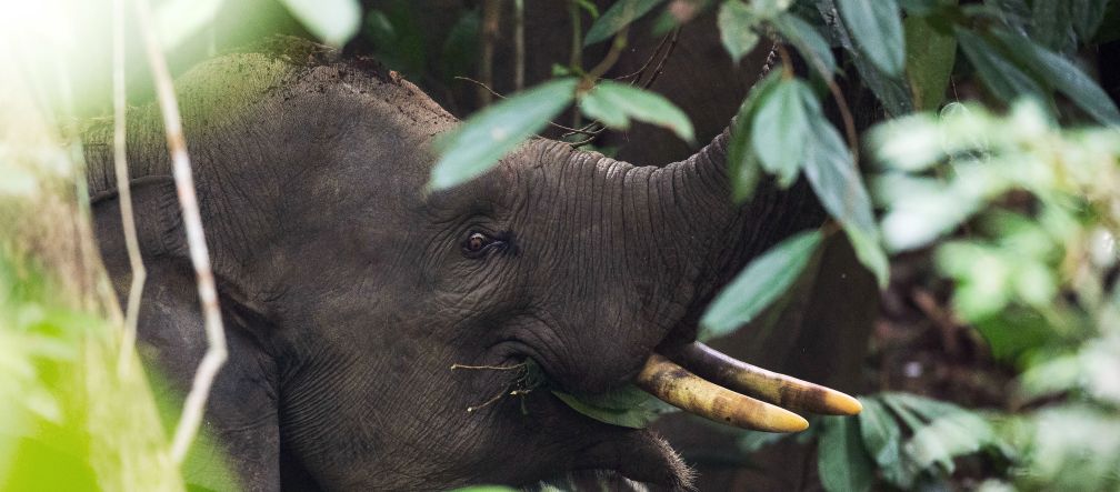 Un avvistamento unico: un elefante di Sumatra Elefante di Sumatra