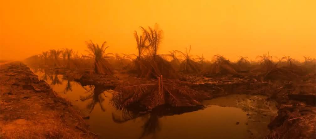 Incendio della comunità di Puding, distretto di Muaro Jambi, Sumatra, settembre 2019 Incendio della comunità di Puding, distretto di Muaro Jambi, Sumatra, settembre 2019