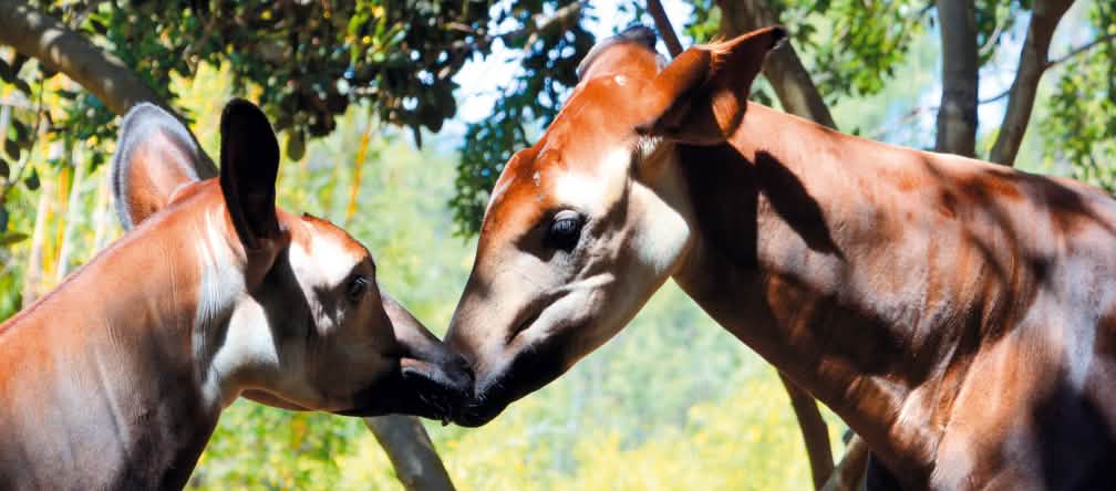 L'okapi è simile sia alla giraffa che alla zebra Due okapi