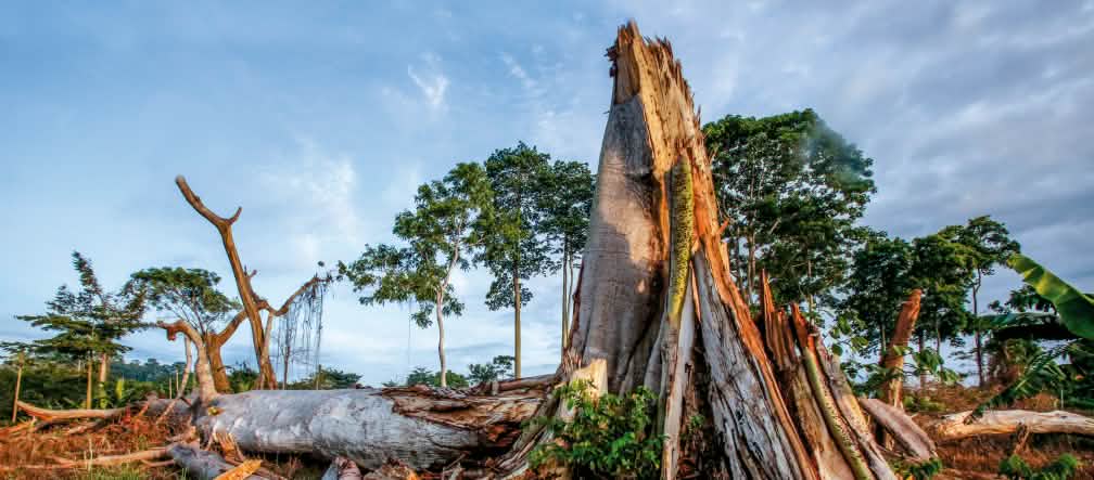 Una triste realtà: le foreste vengono distrutte per piantare cacao e produrre cioccolato. Una foresta distrutta