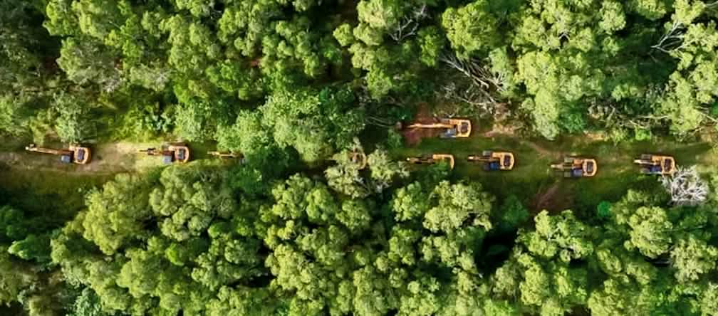 Gli escavatori del gruppo Jhonlin hanno iniziato a disboscare la foresta a Wanam