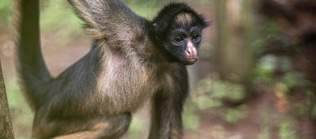 Scimmia ragno dalla fronte bianca (Ateles belzebuth) su un albero
