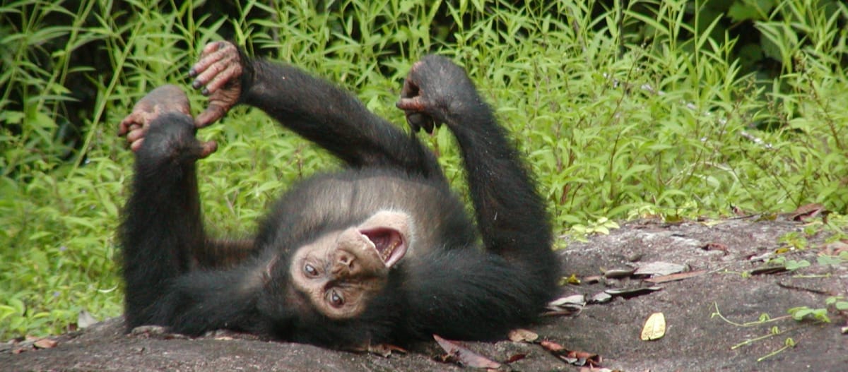 Giovane scimpanzè