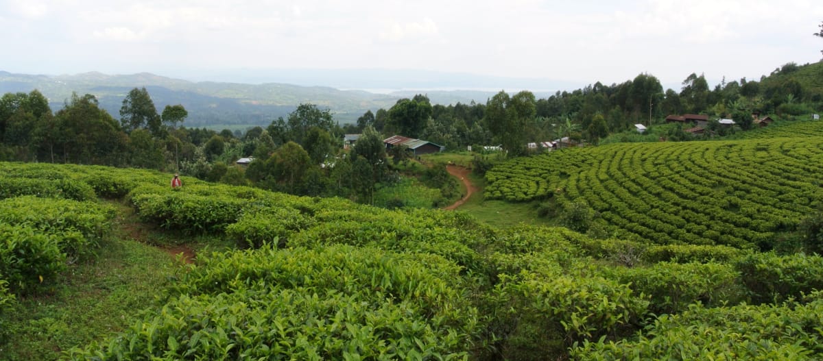Villaggio Batwa sullo sfondo di una piantagione di tè adiacente al Parco Nazionale Kahuzi-Biega