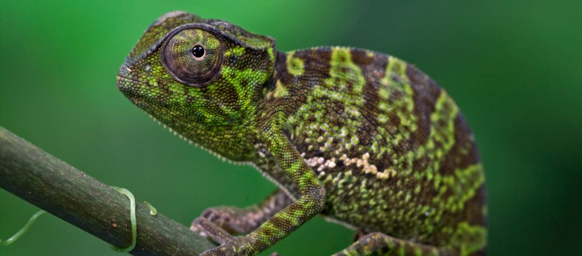 Camaleonte nella foresta di Atewa, Ghana