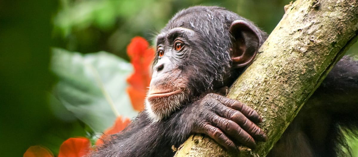 Scimpanzé in Liberia