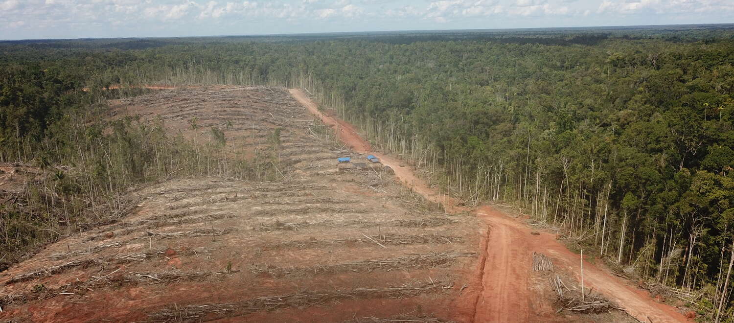 Deforestazione a Papua per fare spazio ad una piantagione di palma da olio