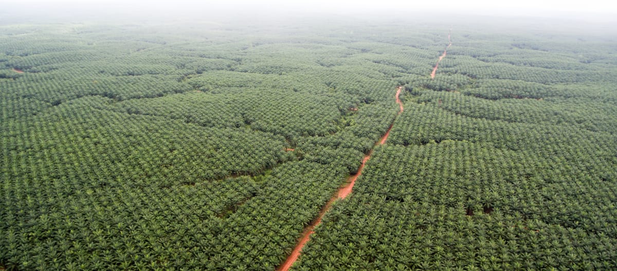 Veduta aerea delle piantagioni di palma da olio Korindo