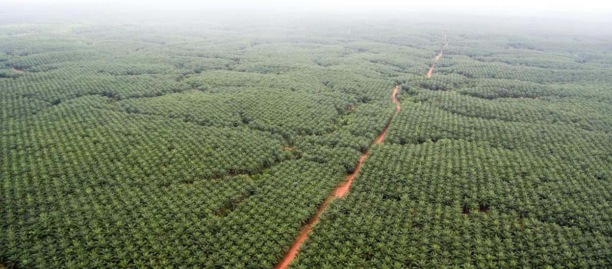 Veduta aerea delle piantagioni di palma da olio Korindo