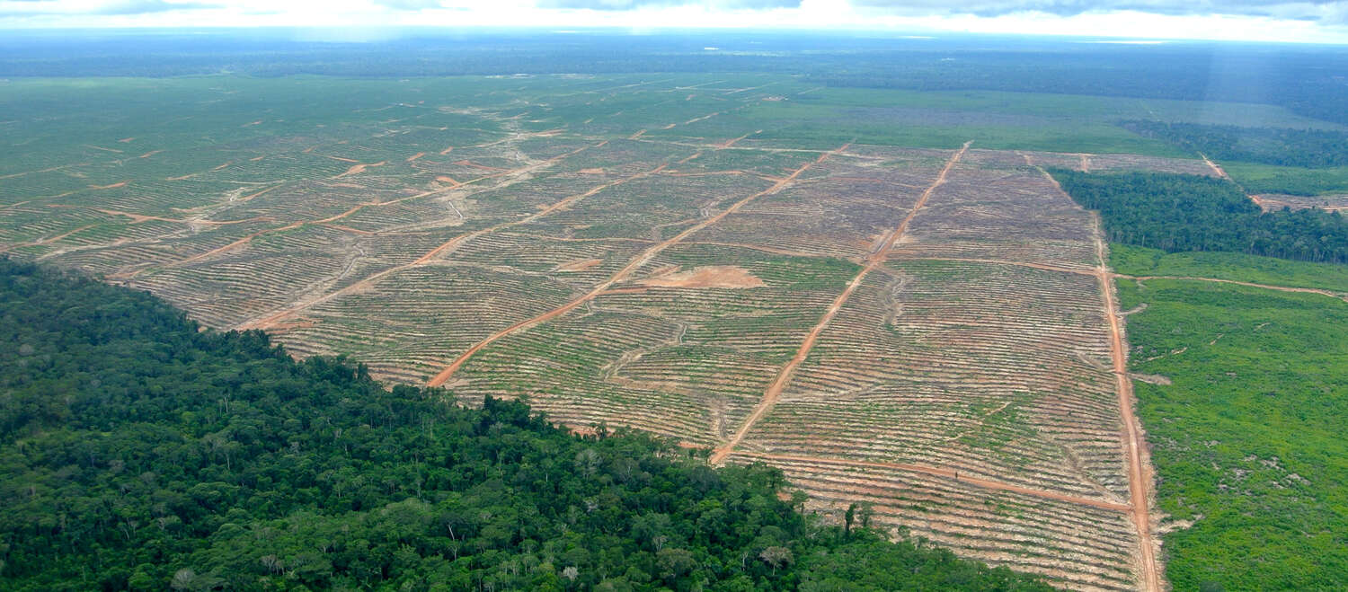 Foto aerea: deforestazione per implementare piantagioni di palma da olio in Perù